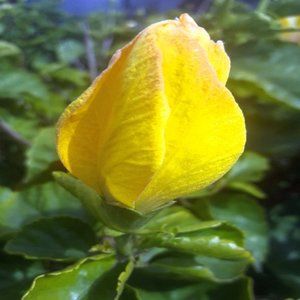 YELLOW BUD ~ 8" X 10" photo